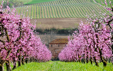 Vineyard landscape