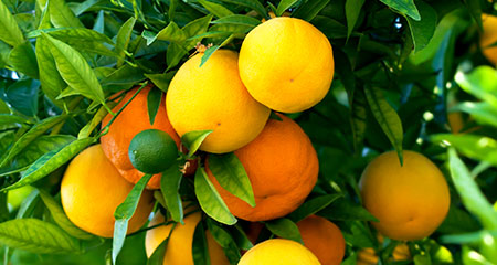 Oranges hanging from a tree