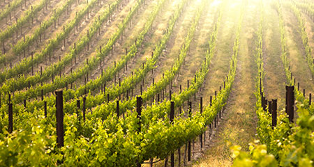 Vineyard